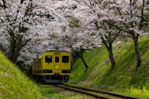 汽車と桜