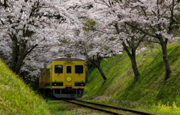 汽車と桜